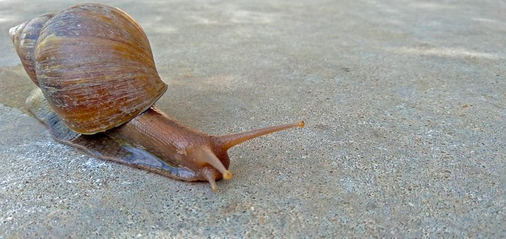 Rulle, Snegl, Yndig, Sød, Khmer, Kimseng