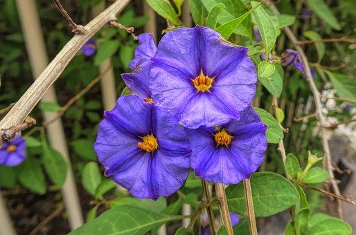 Free Flowers Flora photo and picture
