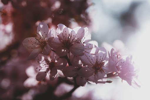 1000以上の無料梅の花 梅画像 Pixabay