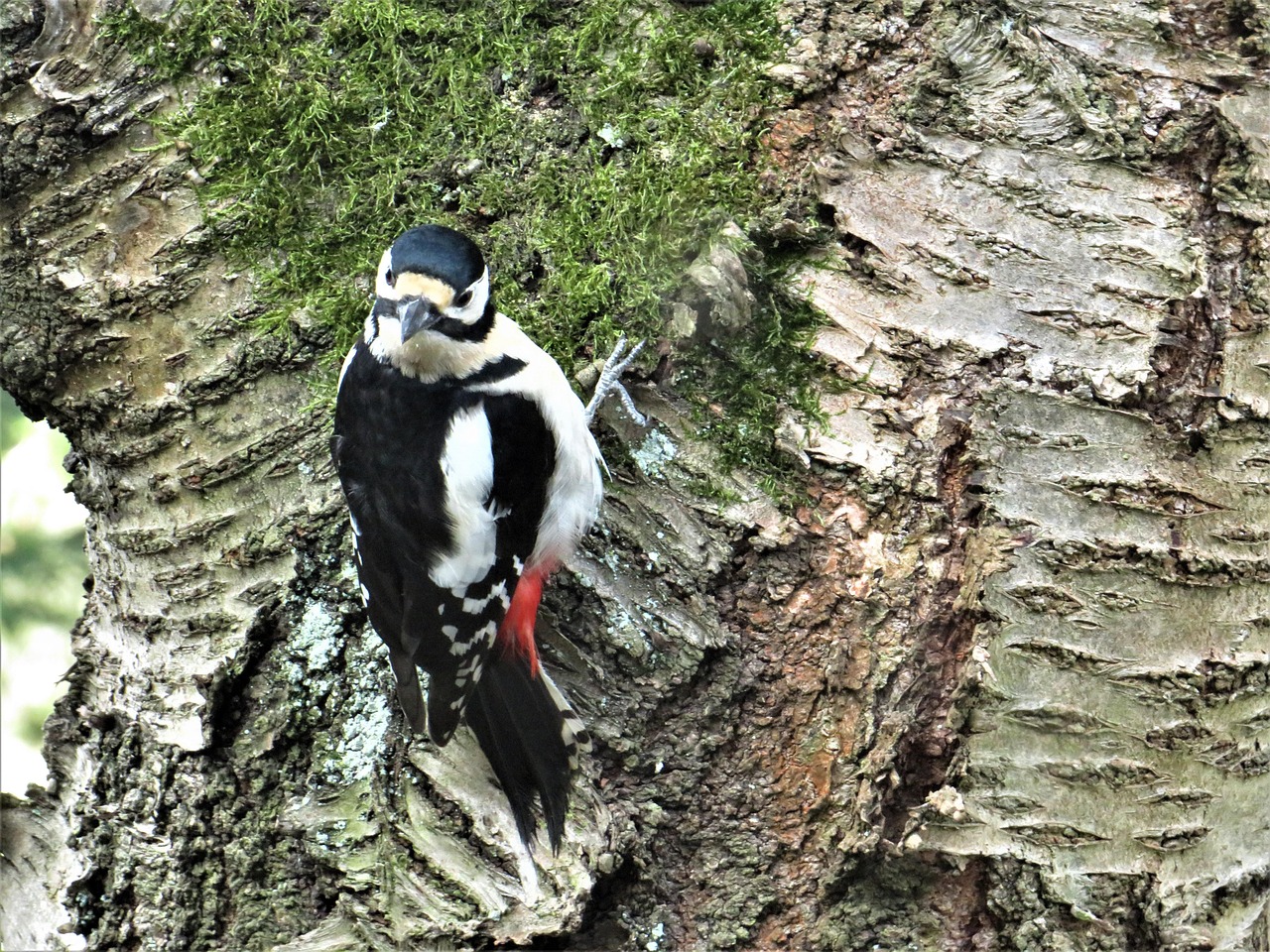 Great Spotted Woodpecker Face Free photo on Pixabay Pixabay