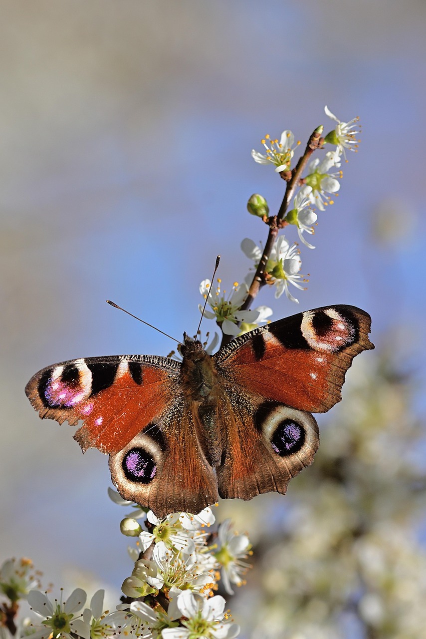 https://cdn.pixabay.com/photo/2022/04/20/08/33/butterfly-7144746_1280.jpg