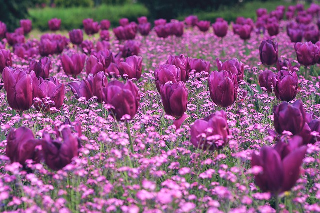 Flores, Tulipanes, Naturaleza, Primavera