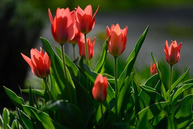 Free Flowers Flower Background photo and picture