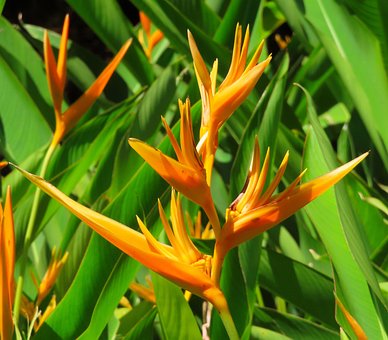 Tropische Pflanze, Blume, Pflanze, Flora