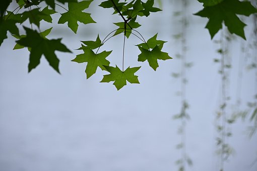 Bordo, Folhas, Árvore, Folhagem