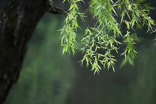 Salgueiro, Árvore, Natureza, Folhas
