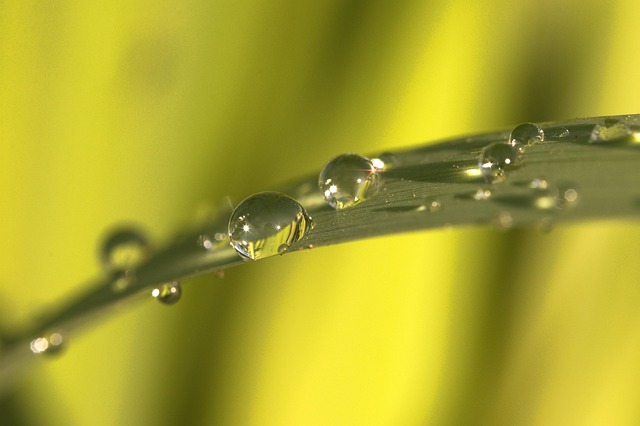 Free Nature Dew photo and picture