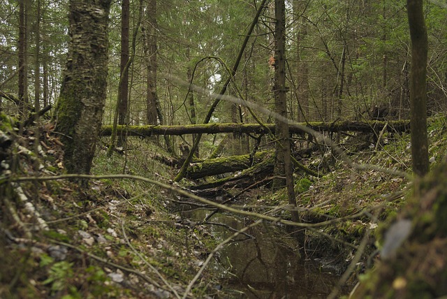 Free Nature Forest photo and picture