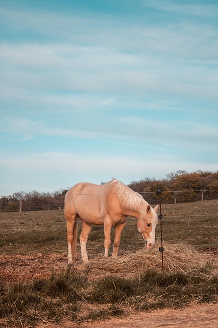 Dier, Paard, Zoogdier, Aan Het Eten