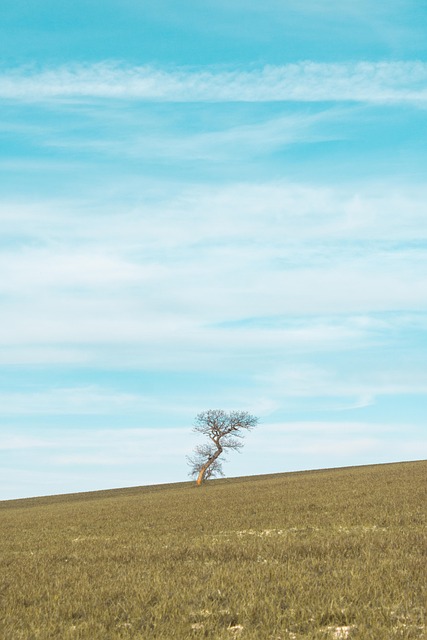 Boom, Natuur, Landsc, Landschap