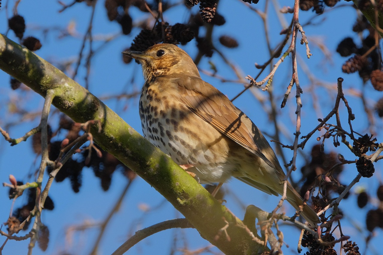 Song Thrush, Bird, Nature, Ornithology (Pixabay)