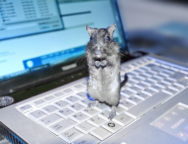 Free Computer Notebook photo and picture
