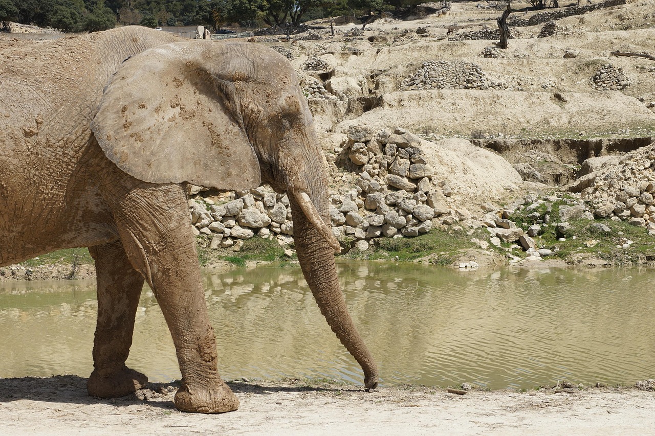 Animal Elephant Mammal - Free photo on Pixabay - Pixabay