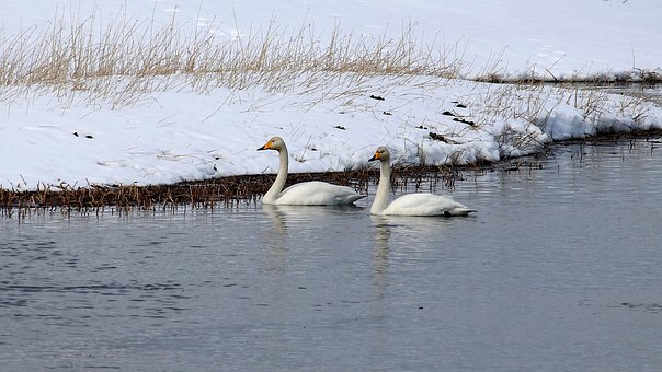 Free Swans Birds photo and picture