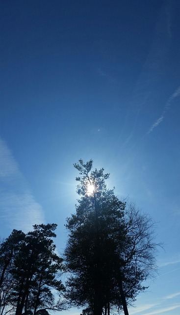 Free Sky Trees photo and picture