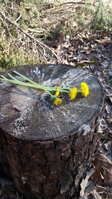 Free Stump Nature photo and picture