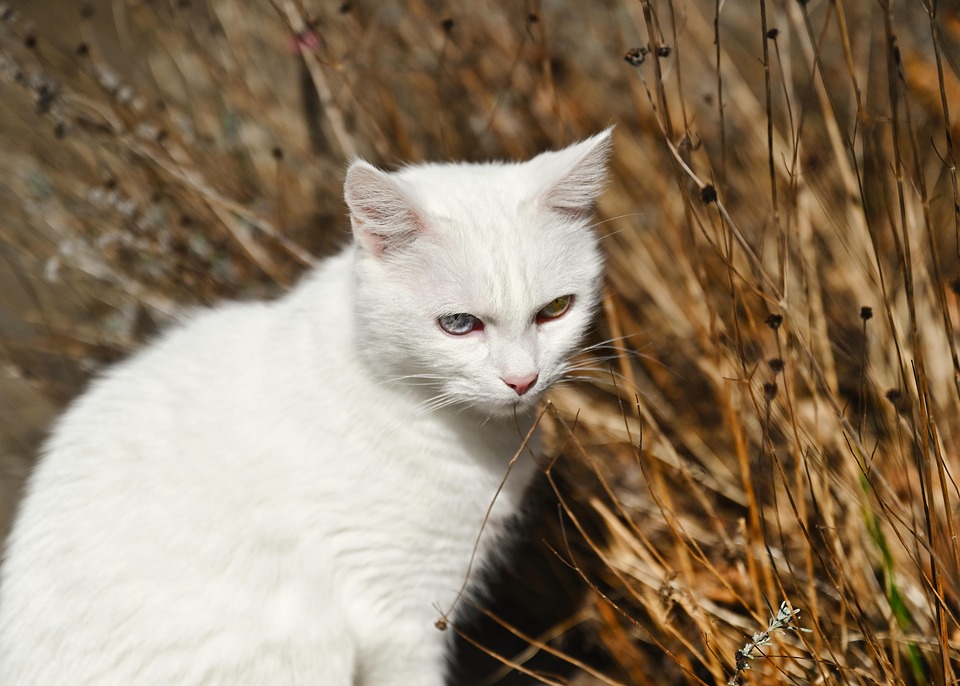 Cat Fur White Domestic Free photo on Pixabay Pixabay