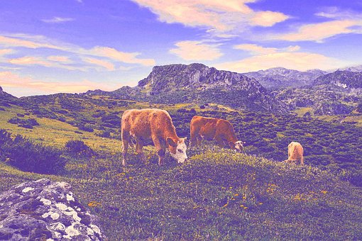Free Cows Pasture photo and picture