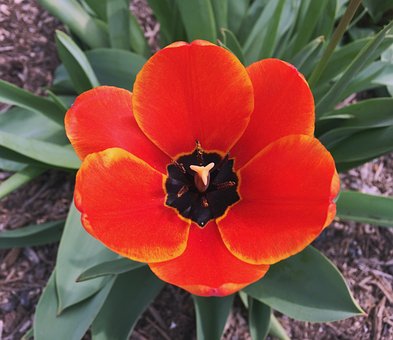 Blomst, Tulipan, Kronblade, Støvdrager