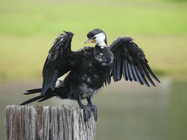 Vogel, Wenig Pied Kormoran, Vogelkunde