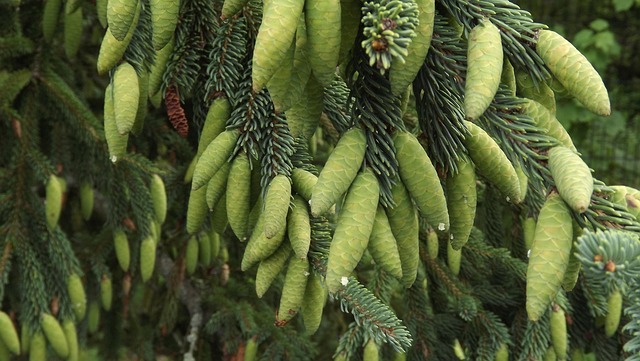 Free Spruce Cones Nature photo and picture