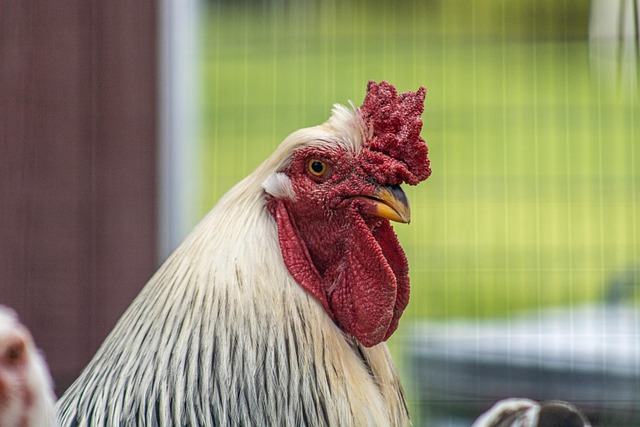 Free Rooster Chicken photo and picture