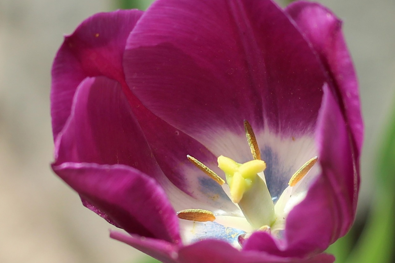 Tulip Violet Flower Free photo on Pixabay Pixabay