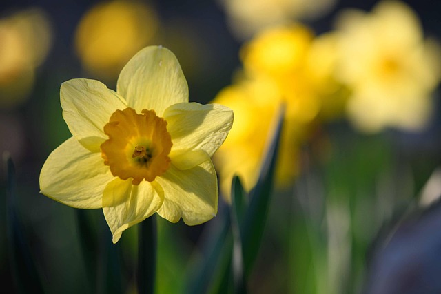 Free Flower Daffodil photo and picture