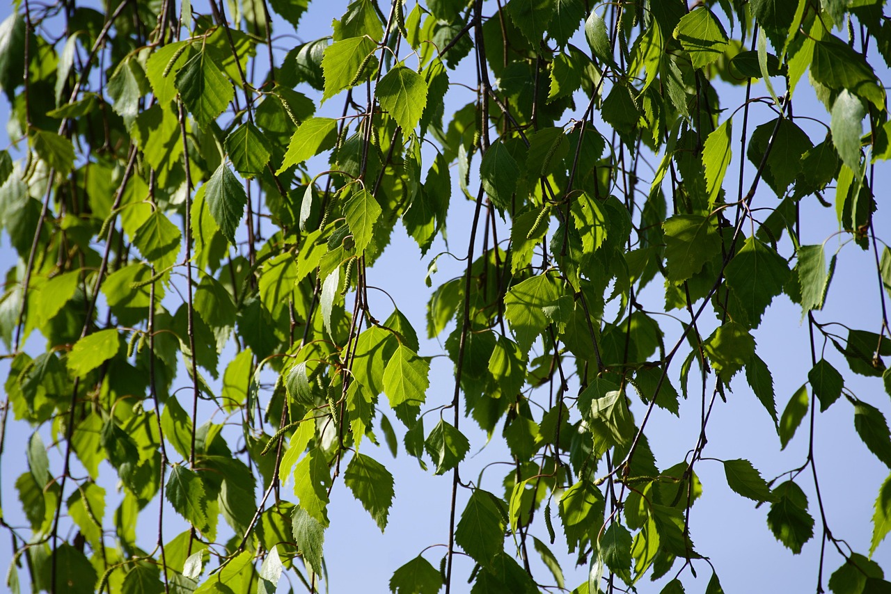 Betula Pendula Birch Leaves - Free photo on Pixabay