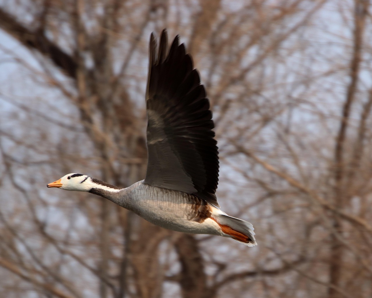 Bird Bar-Headed Goose Flying - Free photo on Pixabay