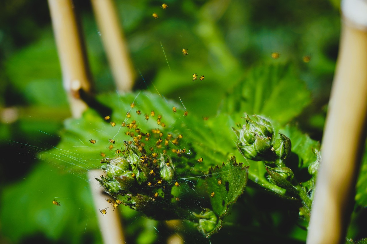 Hatched Spiders - free online jigsaw puzzle photo