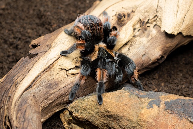 Free Spider Tarantula photo and picture