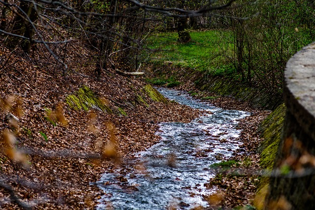 Free Forest Autumn photo and picture