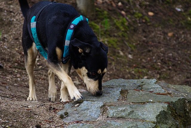 Free Animal Dog photo and picture