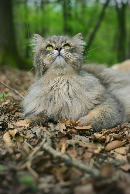 Tier, Katze, Säugetier, Katzen, Haustier