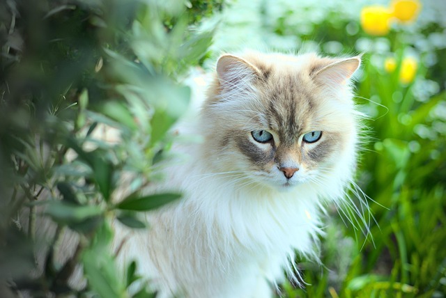 Tier, Katze, Säugetier, Züchten, Katzen