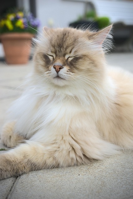 Tier, Katze, Säugetier, Katzen, Haustier