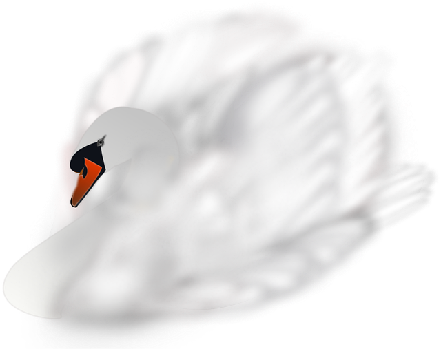 Cisne, Pájaro, Plumas, Lago, Nadar