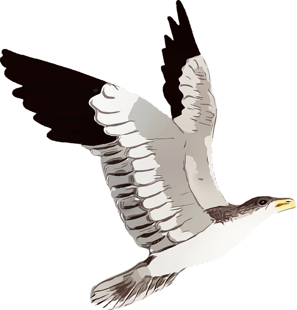 Free seagull bird wings vector
