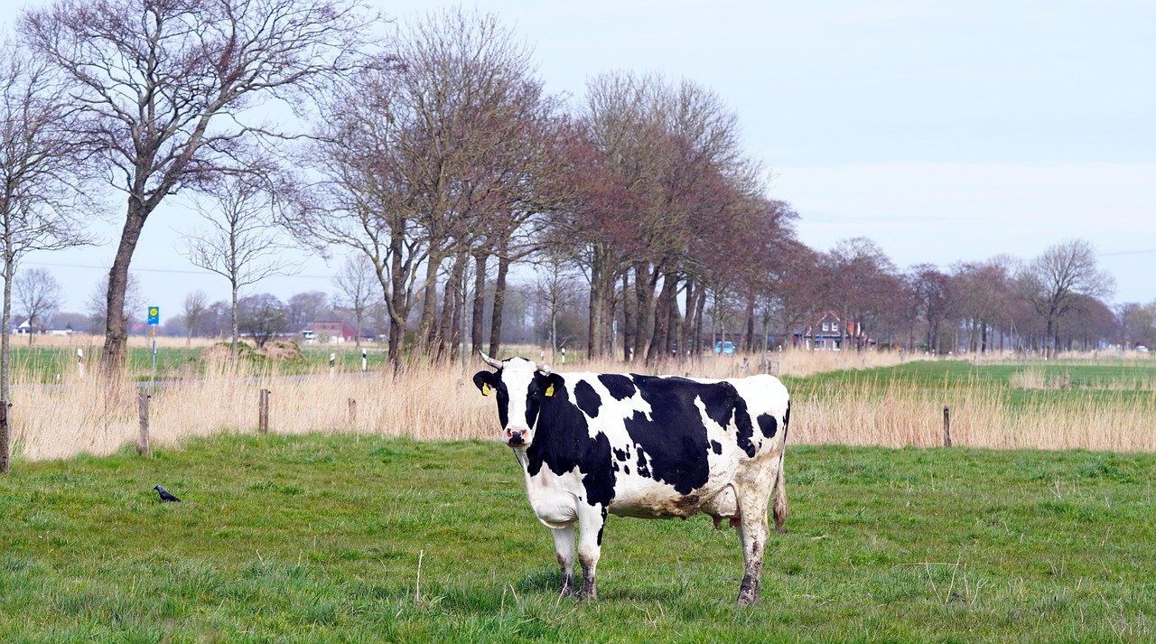 Farming Sapi Sapi Halaman Farm Padang Rumput - Foto gratis di Pixabay - Pixabay