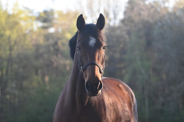 Free Horse Animal photo and picture