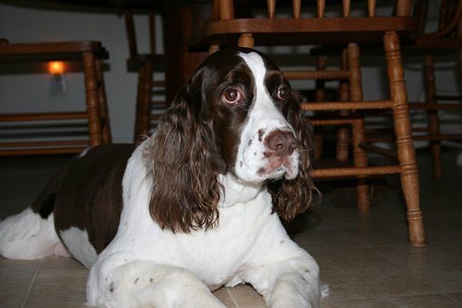 Free Dog Springer photo and picture