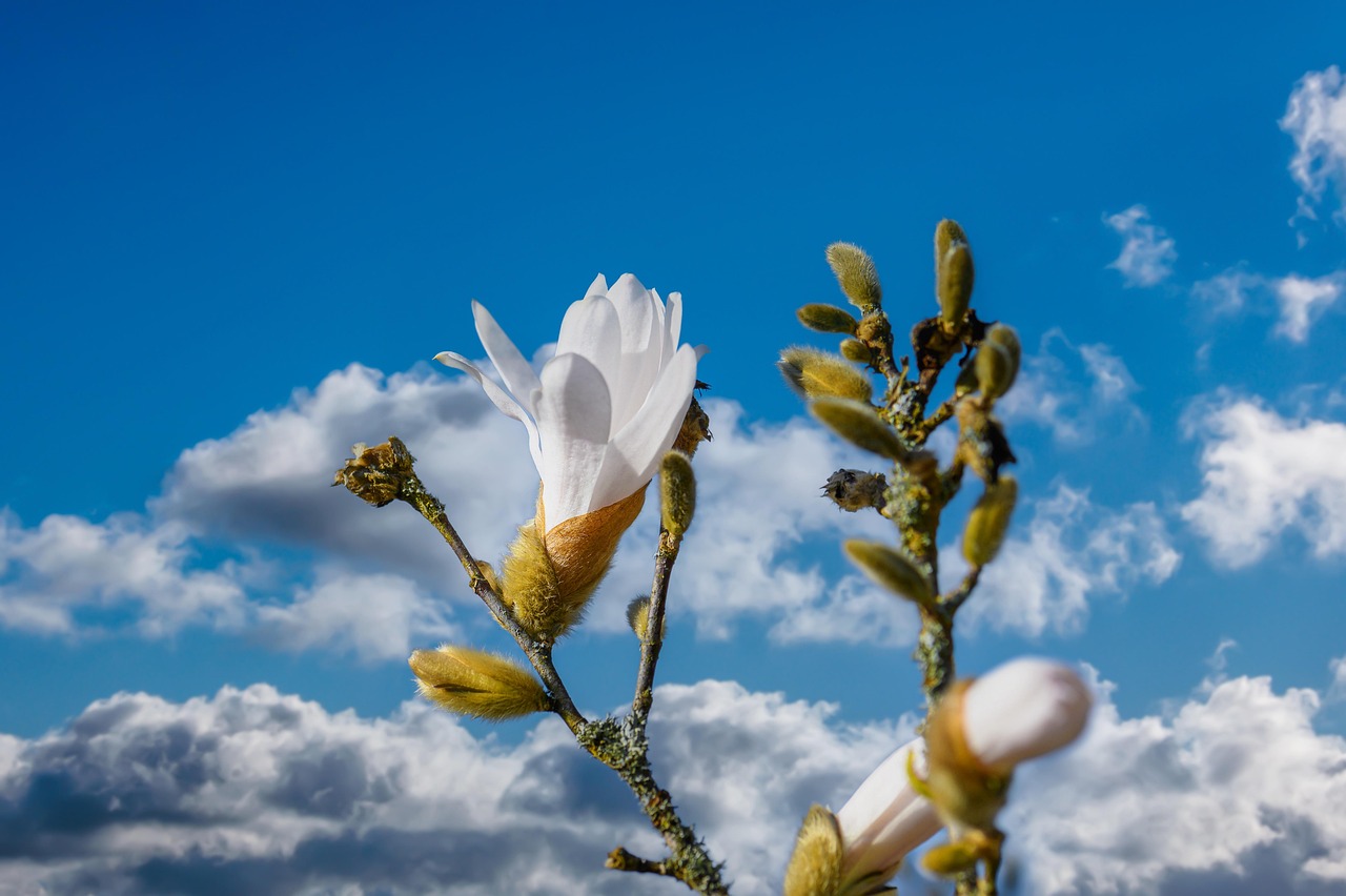 https://cdn.pixabay.com/photo/2022/04/21/18/45/flower-7148109_1280.jpg