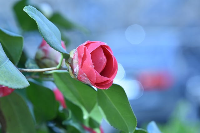 Blomst, Rose, Blomstre, Natur, Botanik