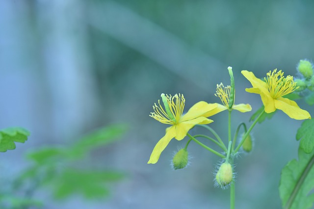 Gul, Blomst, Forår, Celandine