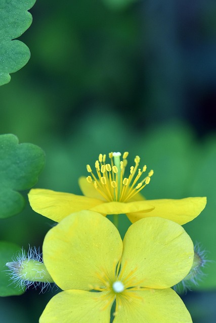 Blomst, Celandine, Forår, Plante