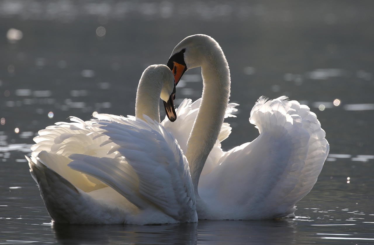 Birds Swan Ornithology Free Photo On Pixabay