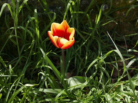 Tulipan, Ogród, Kwiat Tło