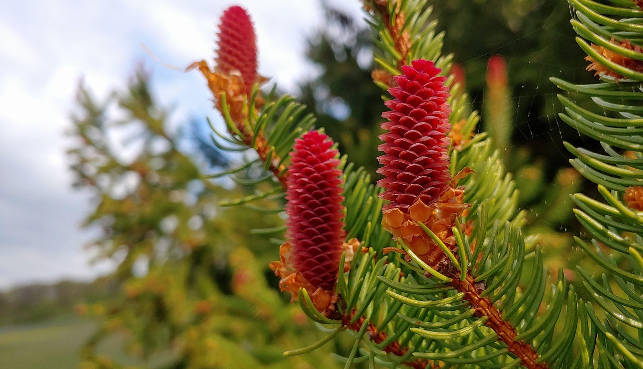 Árvore De Abeto Pinha Natureza - Foto gratuita no Pixabay - Pixabay