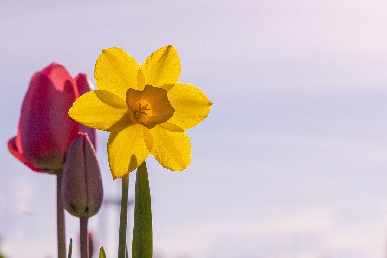 50 graines de jonquille colorées (pas de bulbes de jonquille) graines de fleurs plantes aquatiques doubles pétales narcisse plante de jardin maison - (couleur : 20